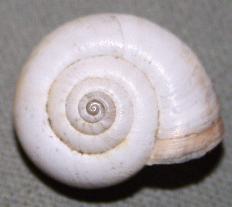 Monacha cartusiana e Cernuella cf. neglecta